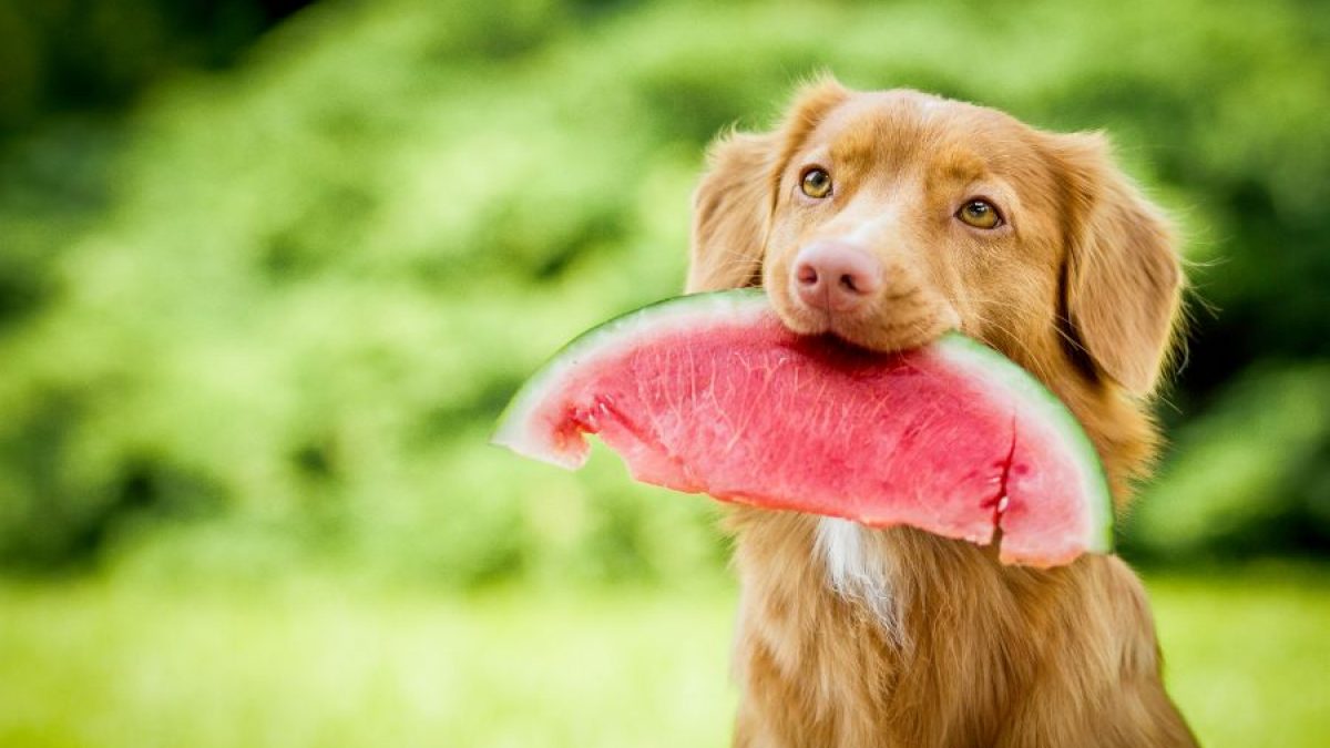 5 Frutas Saludables para Perros: Guía Completa de Alimentación Canina